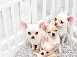 Adorable chihuahua puppies ready for there forever home