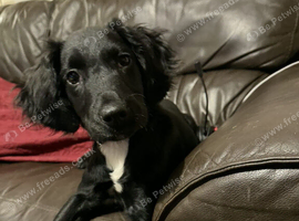 Springer jack mix