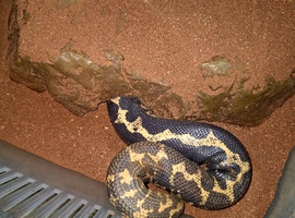 Sand boa chunky female