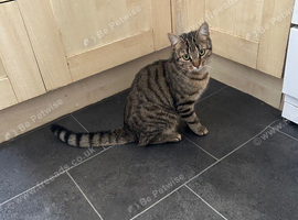 Bengal x Tabby