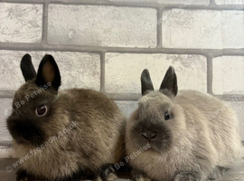Netherland Dwarf Baby Girls