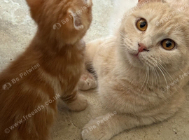 Pretty British short hair X mainecoon kittens