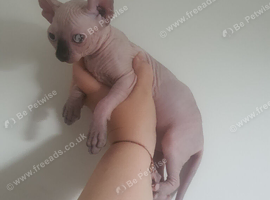 Beautiful Sphynx Kittens (Boy & Girl)