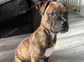 2 male puppy's left