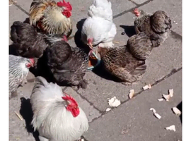 Pekin Bantams (Chickens)