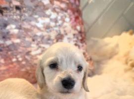 Stunning snow white cream miniature Dachshunds kc registered