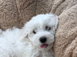 8 week old bichon girl