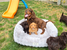 4 LEFT!! Stunning litter of 5 F1 cockapoo puppies