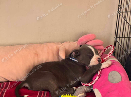 Puppy staff male