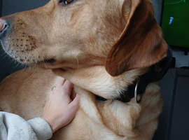 Lab cooper
