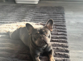 French bull dog female