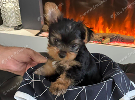 Yorkshire Terrier Puppies