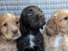 WAITING LIST Kc Reg Working Cocker Spaniel Puppies