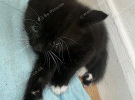 GORGEOUS KITTEN GIRL READY TO REHOME!