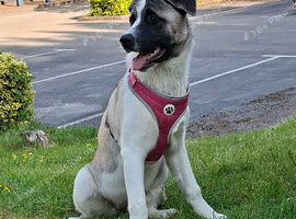 American Akita 8 month old