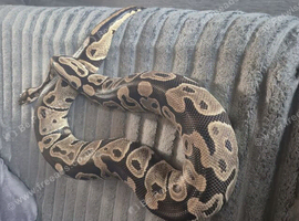 Female bull python and set up