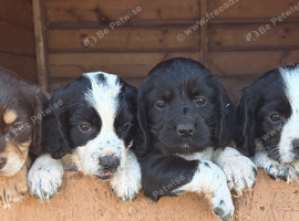 Beautiful Sprocker Puppies F1 hybrid from working Kc reg parents