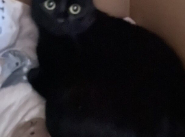 Female cat