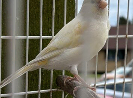 Canary