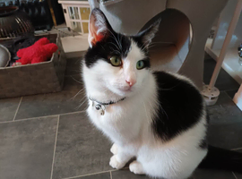 Mixed breed cat