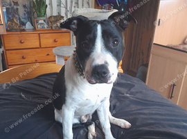 Staffy