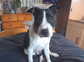 2 yr old dog neutered looking a new home