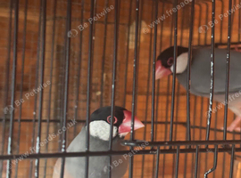 Got two male javas ready