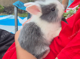 Lionhead baby bunnies
