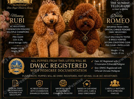 DWKC registered ESPONJOSO Exclusive Half Asian Toy Poodles | August 2026