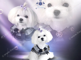 100% Korean tiny Maltese well proven 5* rated licensed stud