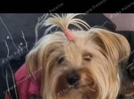 Gorgeous Yorkshire Terrier Puppies