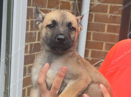 Mali pup