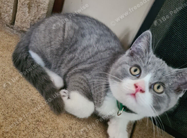 British shorthair carrier Himalayan gen