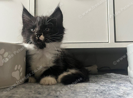 Maine Coon Boy "Apollo"