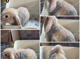 Lionhead/mini lop babies