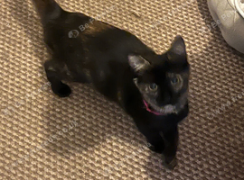 2 kittens looking for new homes
