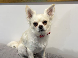 Female chihuahua wanted