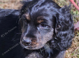 Female cockapoo x cockailer puppy for sale