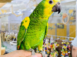 Baby Hand reared Blue fronted amazon available.31