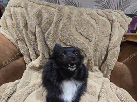 Rehome needed