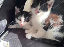 Kittens x 2 litters