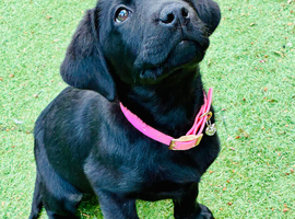 Beautiful black lab ( female )