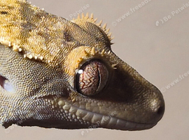 Crested Gecko