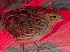 Female Coturnix quails