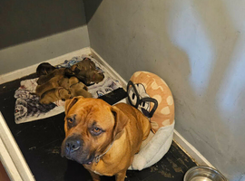 Dogue de bordeaux mix
