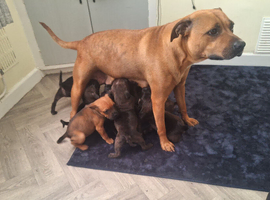 Staffy pups for sale