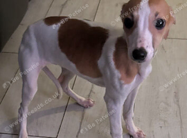 Whippet/Italian greyhound