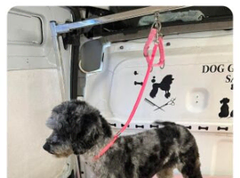Girl toy poodle