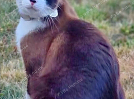 Missing Brown Ragdoll Cross Cat
