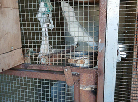 Ducorps cockatoo